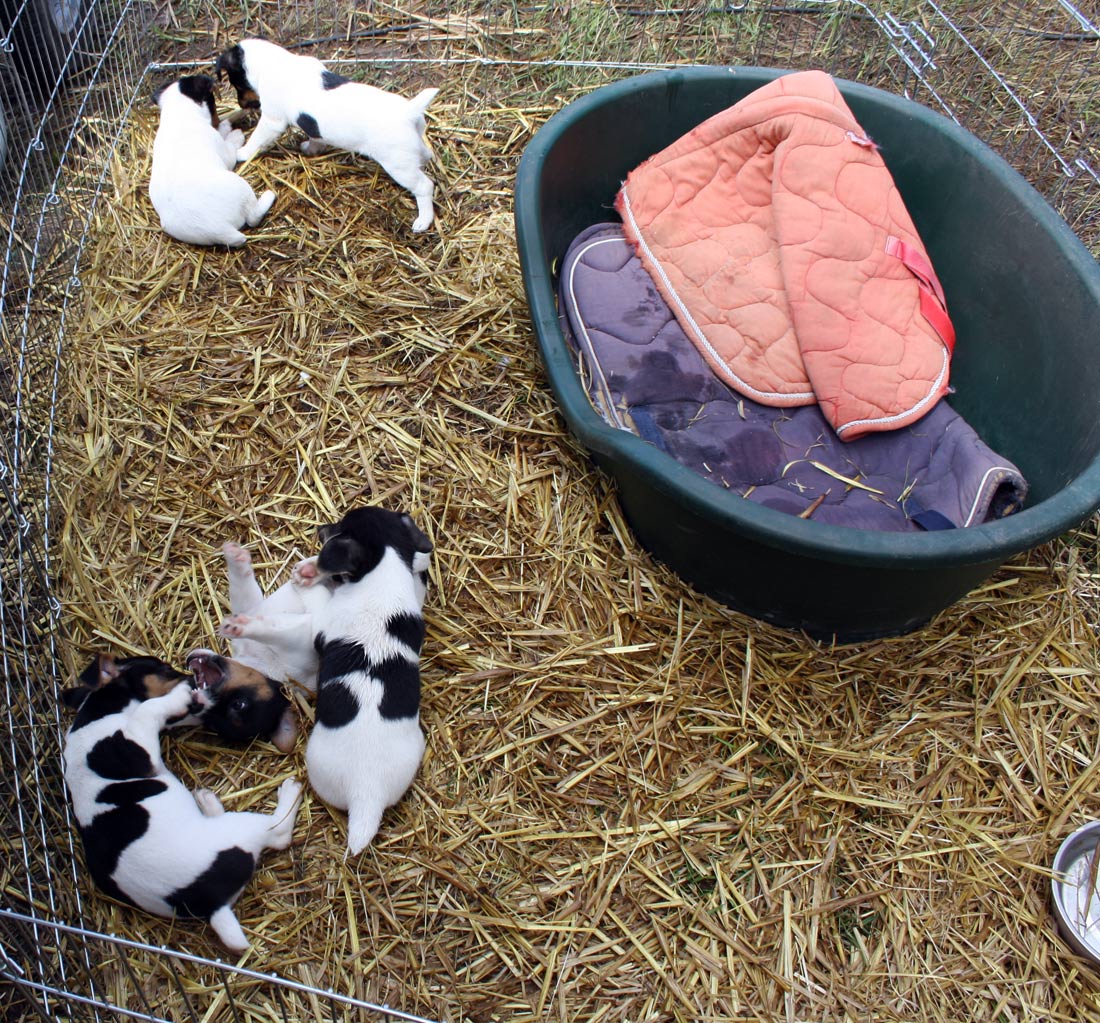  Trop mignons les chiots de Virgule et de Gomette 