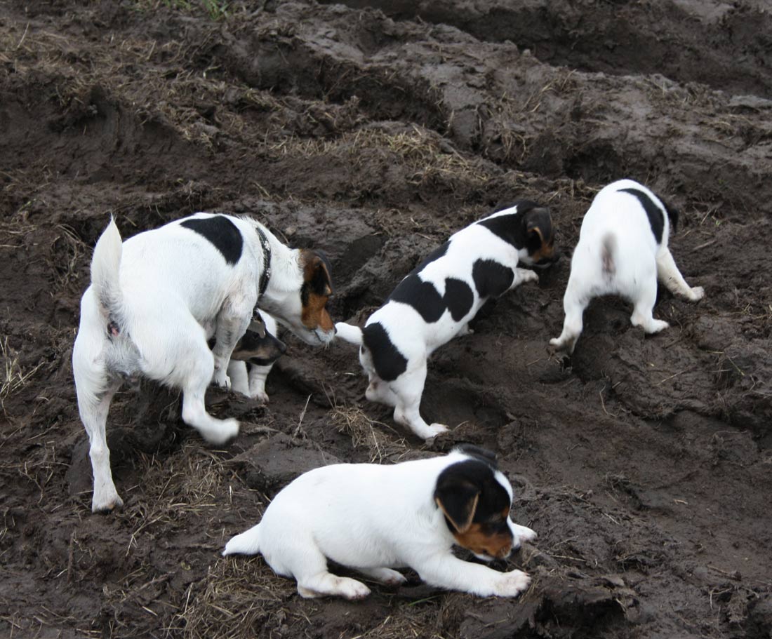  Les chiots explorent le monde 