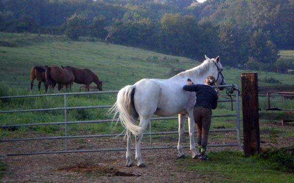  Les chevaux vont au pré 