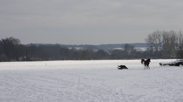  Il fait bon se rouler dans la steppe enneigée d\'Ecluzelles ! 